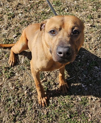 Bourbon is a Pit Bull Terrier and Mixed Breed dog, available for adoption in Malvern, PA.