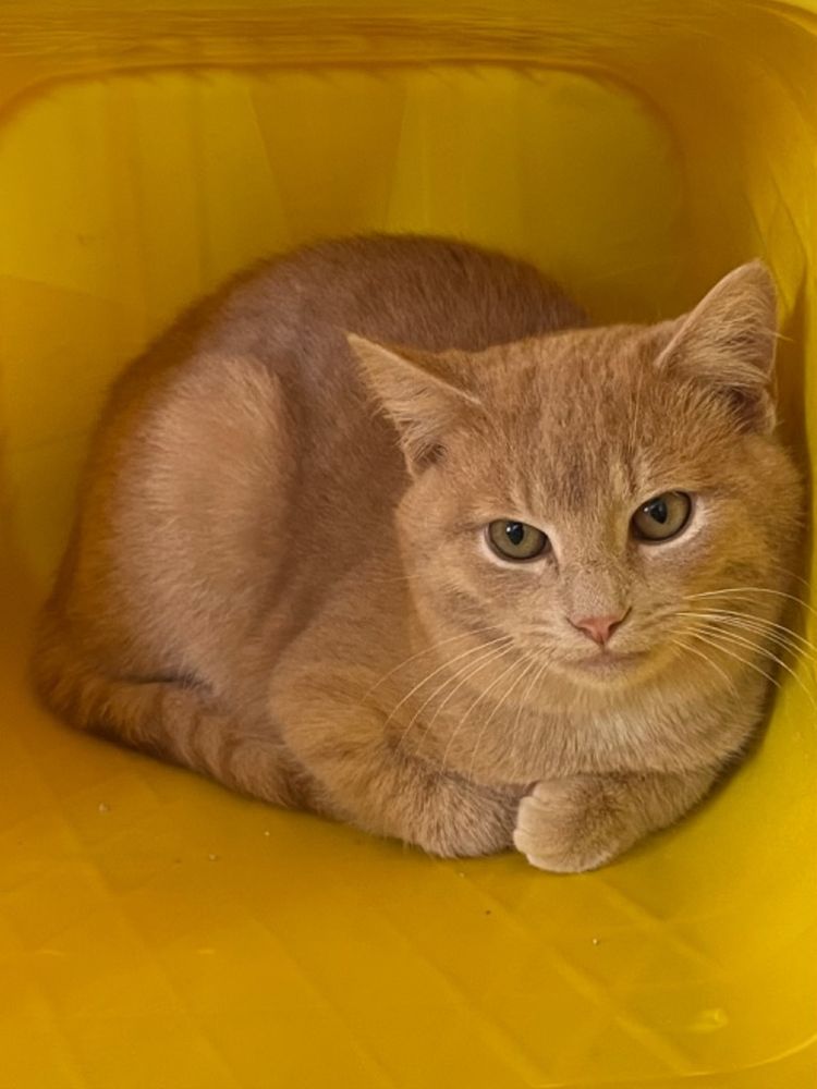 Phineas is a Domestic Short Hair mix cat, available for adoption in Hartford City, IN.