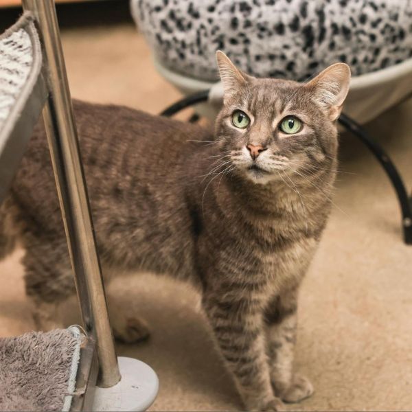 Monkey is a Domestic Short Hair cat, available for adoption in Los Angeles, CA.