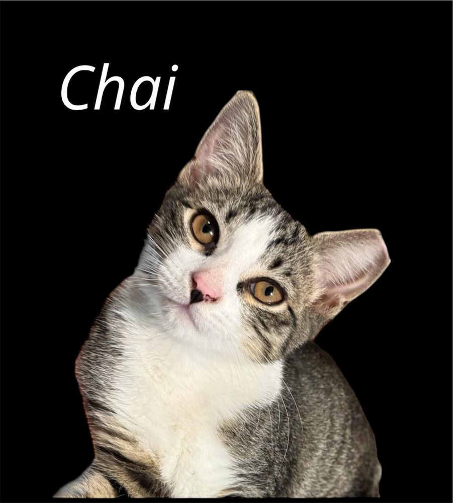 Chai is a Domestic Short Hair cat, available for adoption in Auburn, CA.