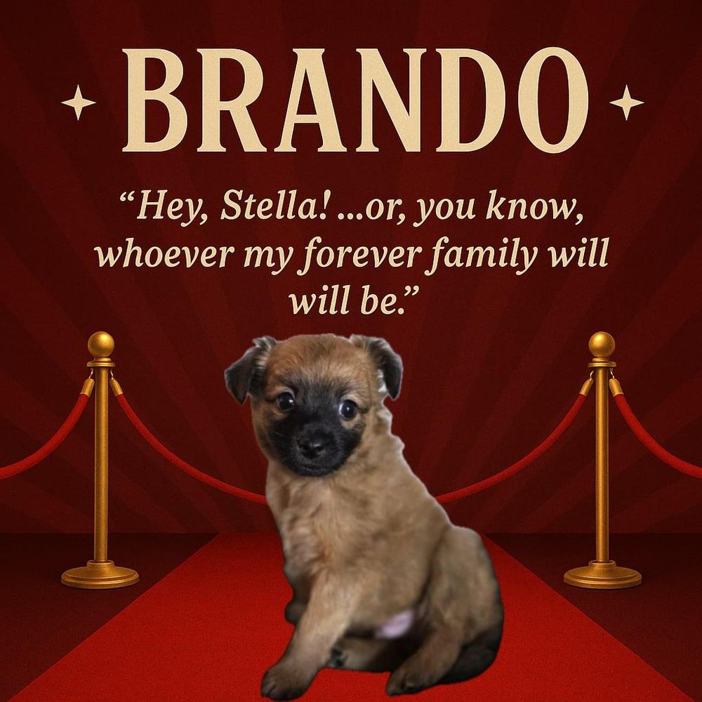 Brando is a Chihuahua mix dog, available for adoption in Justin, TX.
