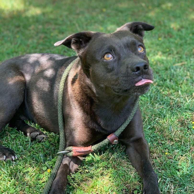 Benji is a Labrador Retriever and Pit Bull Terrier dog, available for adoption in Ontario, CA.
