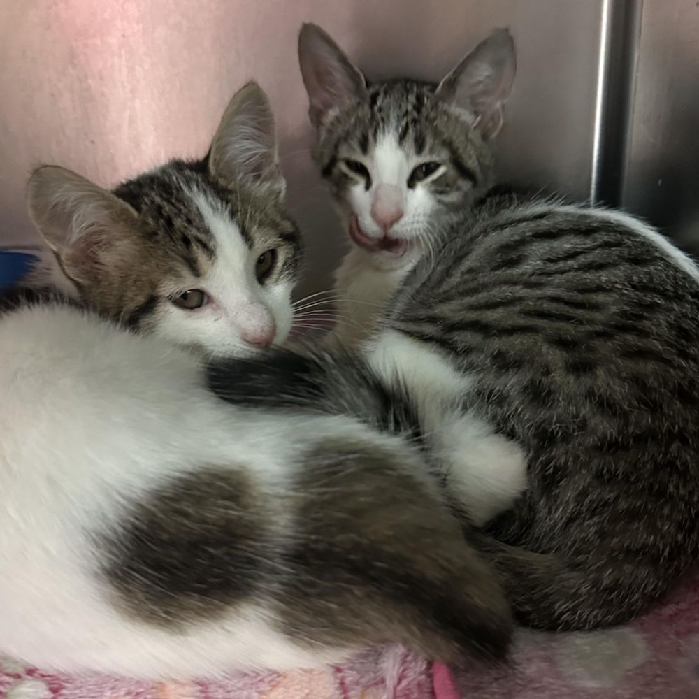 Archer & Apollo is a Domestic Short Hair cat, available for adoption in Clifton, NJ.