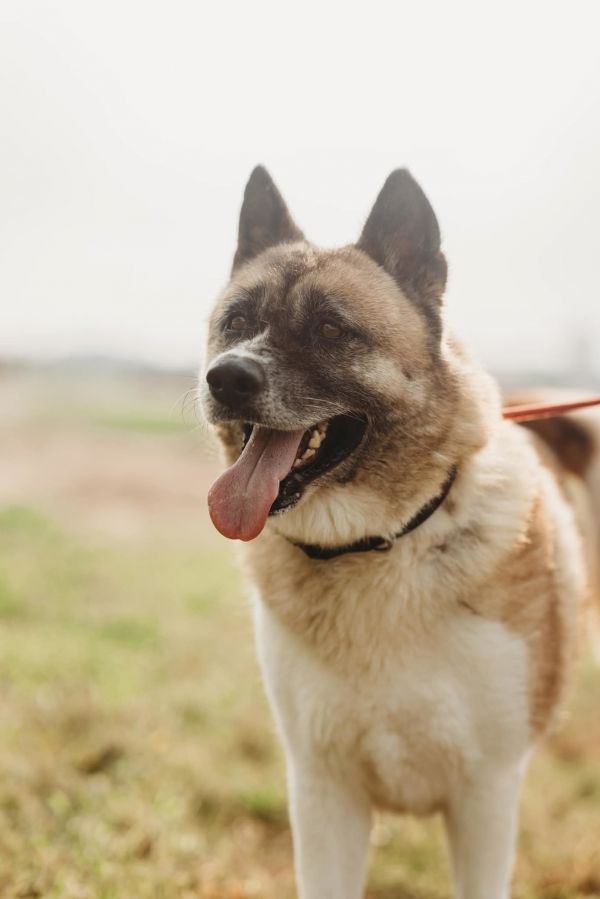 Penelope is a Akita dog, available for adoption in Klondike, TX.