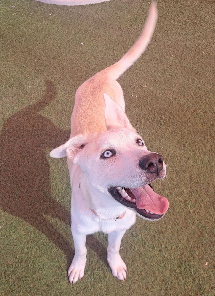 Darwin is a Siberian Husky and Pit Bull Terrier dog, available for adoption in Glendale, AZ.