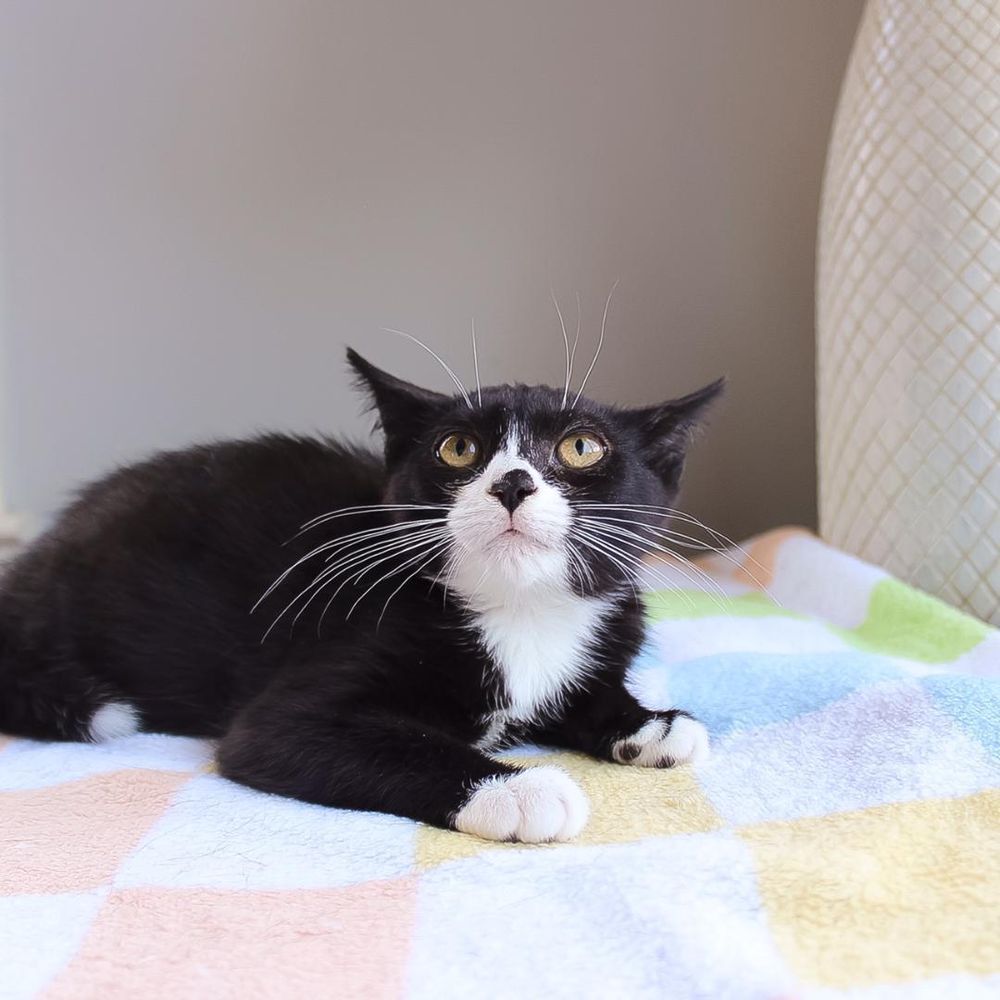 Phoebe is a Domestic Short Hair cat, available for adoption in Wayne, NJ.