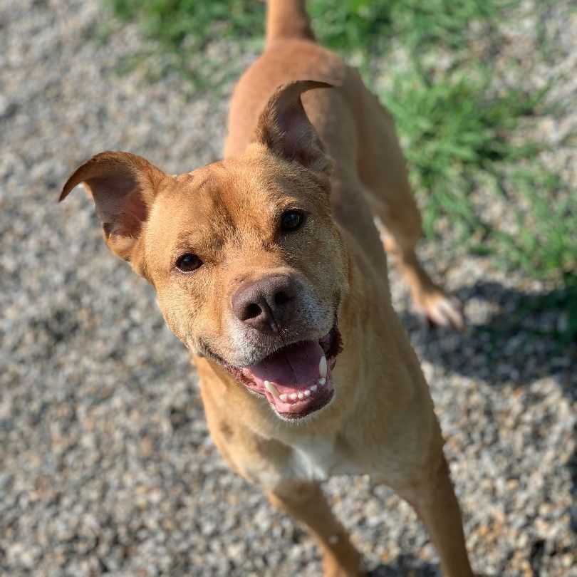 Wilson is a German Shepherd Dog and Pit Bull Terrier available for adoption in Willimantic, CT.