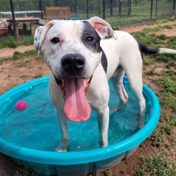 Domino is a Pit Bull Terrier dog, available for adoption in York, PA.