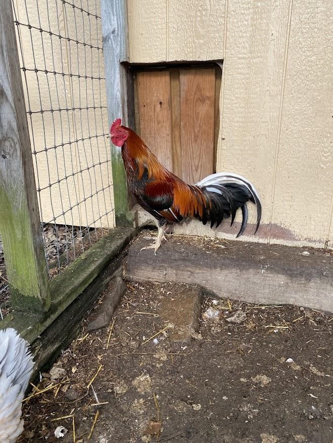 Hippo is a Chicken available for adoption in Ravenna, OH.