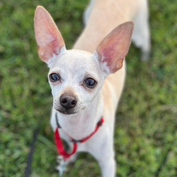 Zoodle is a Chihuahua dog, available for adoption in Chicago, IL.