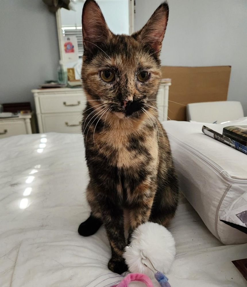 SAMI is a Tortoiseshell and Domestic Medium Hair cat, available for adoption in Crystal River, FL.
