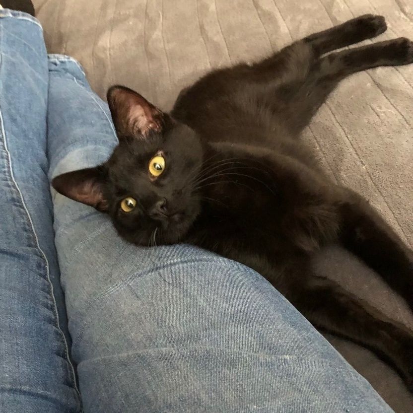 Oliver is a Domestic Short Hair cat, available for adoption in DeWitt, NY.