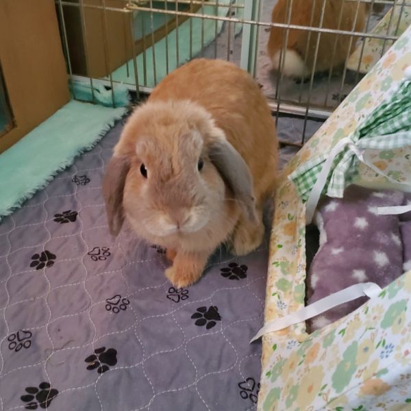 Biscotti is a Holland Lop rabbit, available for adoption in Murrieta, CA.