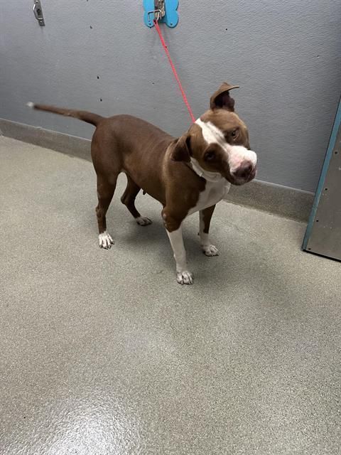MASIE is a Pit Bull Terrier mix dog, available for adoption in Las Vegas, NV.