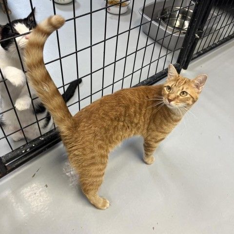 Cheddar is a Domestic Short Hair cat, available for adoption in Carroll, IA.