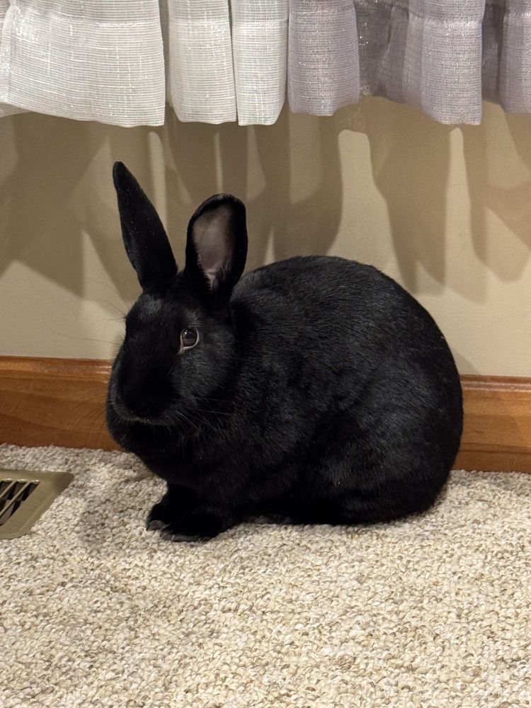 Raven is a Bunny Rabbit and Beveren available for adoption in Wilkes-Barre, PA.