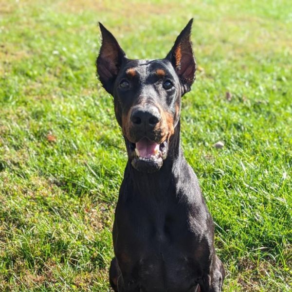 7716 Bolo - I'm a SSNAP Dog is a Doberman Pinscher dog, available for adoption in Sandown, NH.