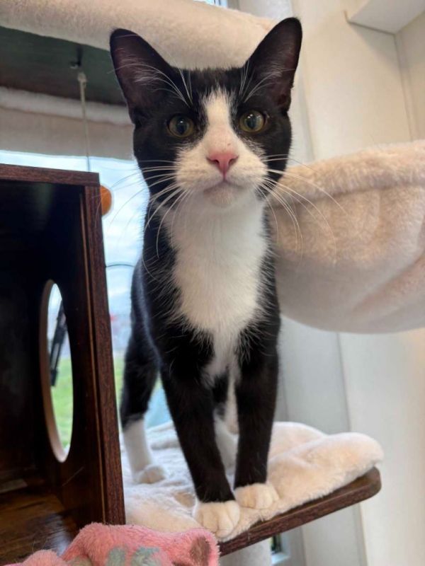 Hei Hei is a Domestic Short Hair mix cat, available for adoption in New Kensington, PA.