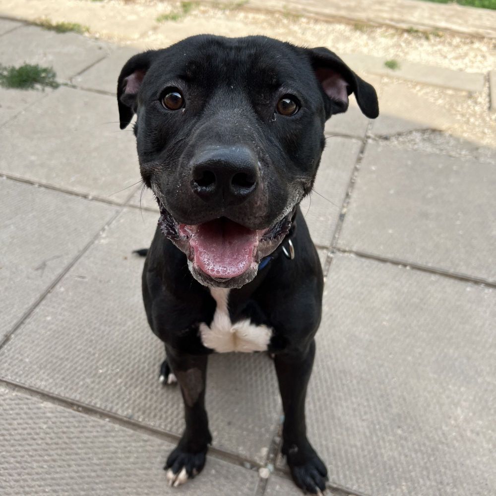 Beans is a Pit Bull Terrier dog, available for adoption in Spencer, IA.