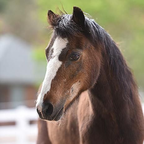 Snickers is a Quarterhorse available for adoption in Kanab, UT.