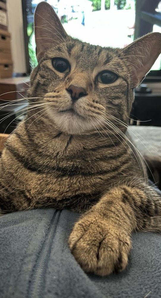 Sebastian is a Domestic Short Hair cat, available for adoption in Mississauga, ON.