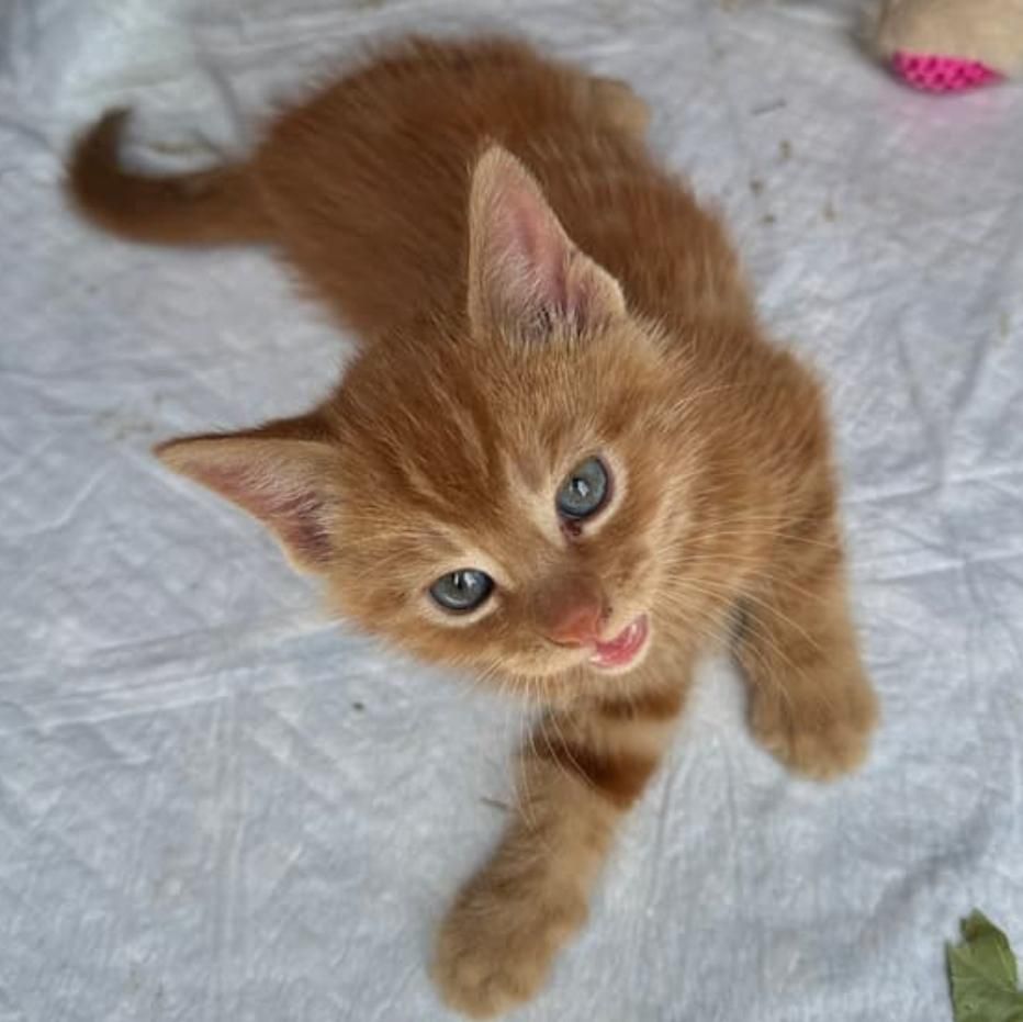 Oliver is a Domestic Short Hair cat, available for adoption in Reeseville, WI.