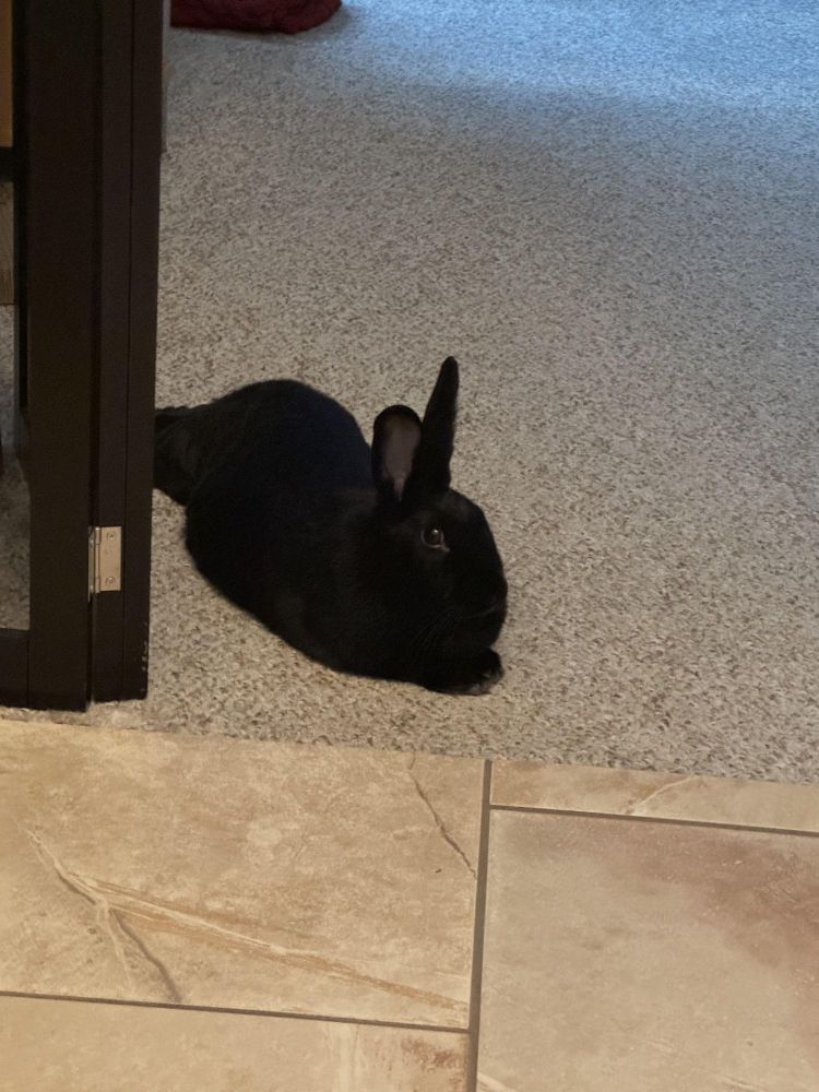 Raven is a Bunny Rabbit and Beveren available for adoption in Wilkes-Barre, PA.