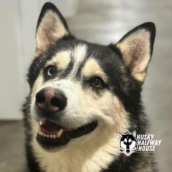 Huckleberry is a Husky dog, available for adoption in Eufaula, OK.