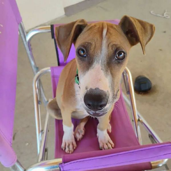 Bridget is a Mixed Breed dog, available for adoption in Bend, OR.