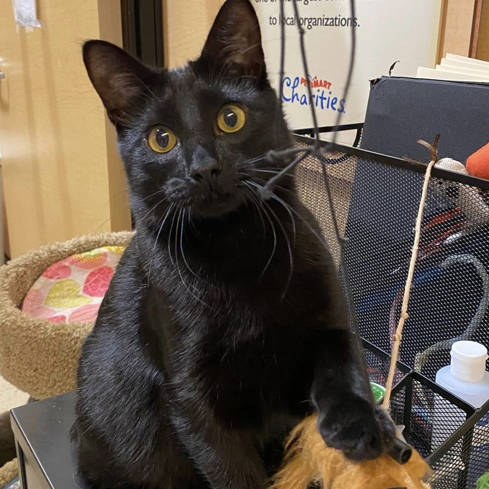 Oliver is a Domestic Short Hair cat, available for adoption in DeWitt, NY.