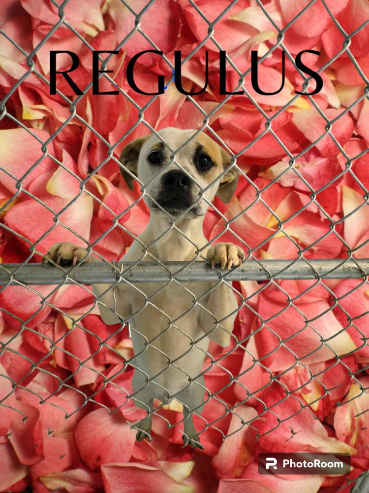 REGULUS is a Terrier mix dog, available for adoption in Orangeburg, SC.