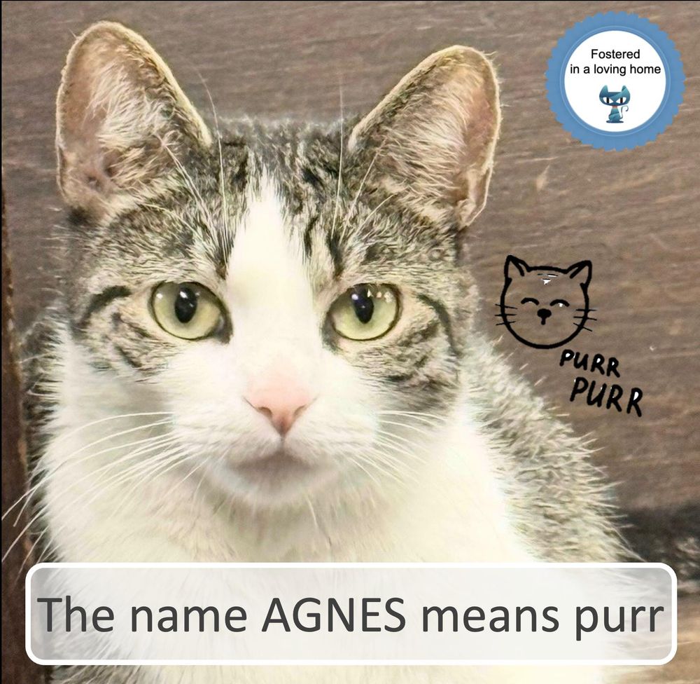 Agnes is a Domestic Short Hair cat, available for adoption in Cincinnati, OH.