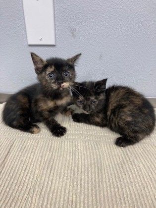 58466017 is a Domestic Short Hair cat, available for adoption in Port Allen, LA.