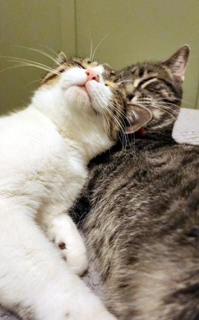 Mariah is a Domestic Short Hair cat, available for adoption in Mississauga, ON.