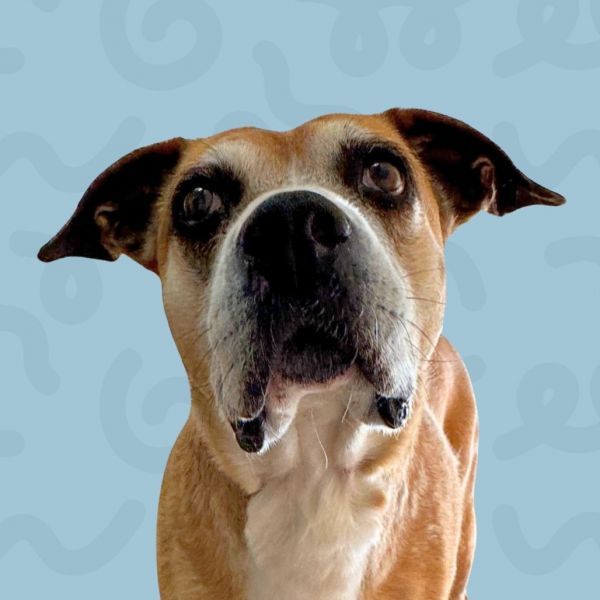 Harley is a Pit Bull Terrier and Boxer dog, available for adoption in Reno, NV.