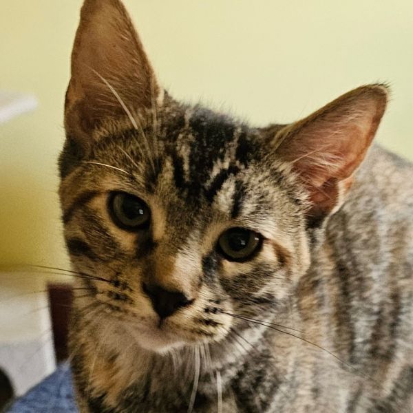Cupcake is a Domestic Short Hair cat, available for adoption in Grinnell, IA.