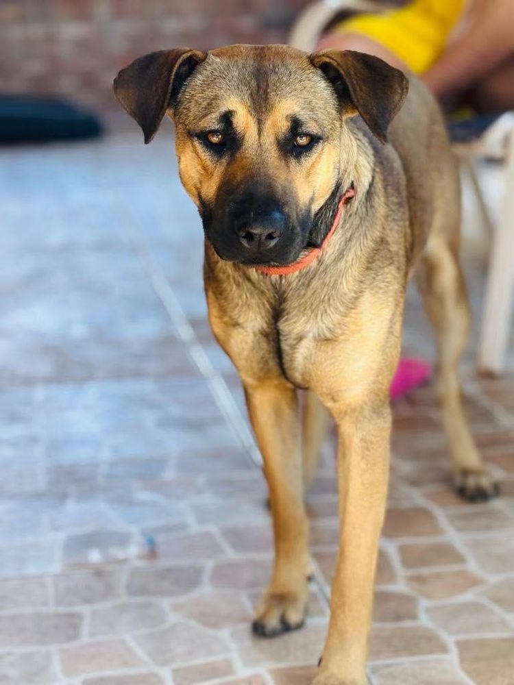 Turbo is a Lancashire Heeler mix dog, available for adoption in New Smyrna Beach, FL.