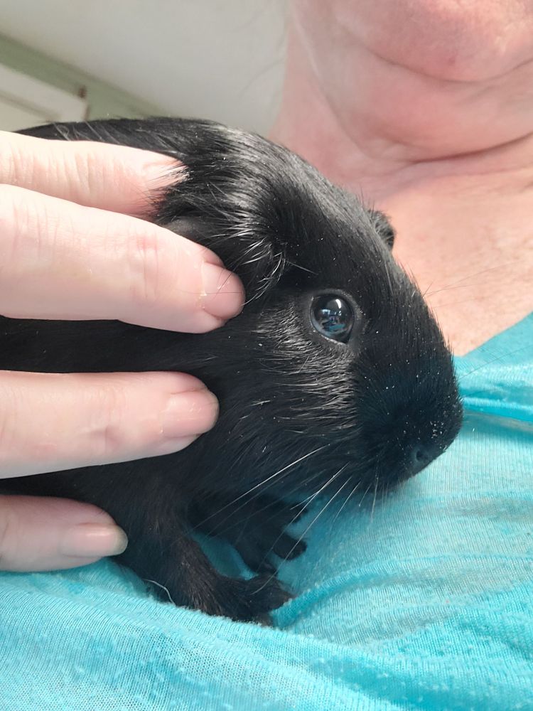 Black Satin Baby Boys is a Guinea Pig available for adoption in Blessing, TX.
