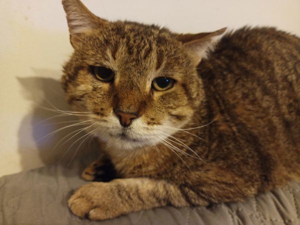 Nunchucks is a Domestic Short Hair cat, available for adoption in Camden, SC.