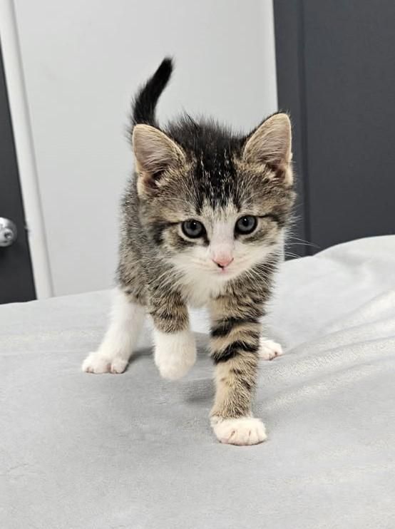 Nala is a Domestic Short Hair cat, available for adoption in Galesburg, IL.
