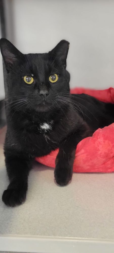 Diego  is a Domestic Short Hair cat, available for adoption in Independence, OH.