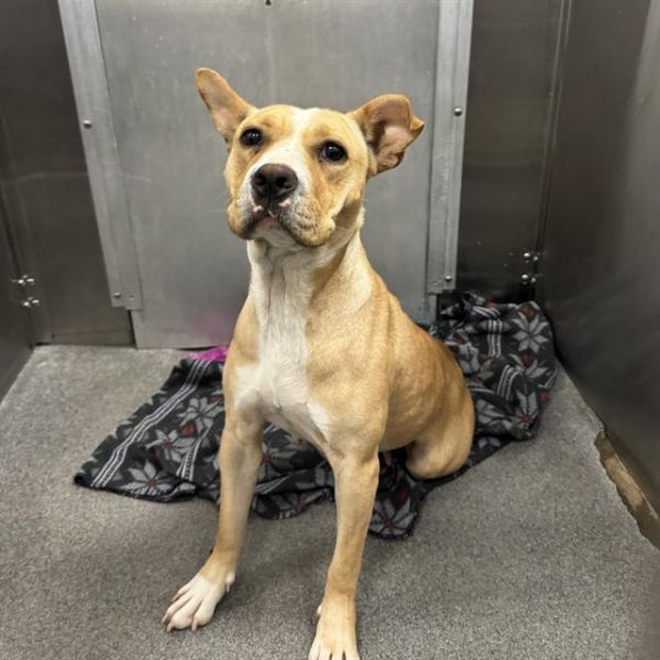 LUCY LU is a Mixed Breed dog, available for adoption in Dallas, TX.