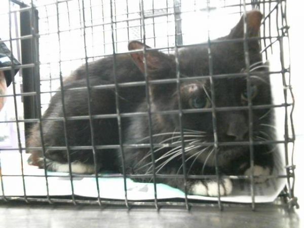 A2043166 is a Domestic Short Hair mix cat, available for adoption in Houston, TX.