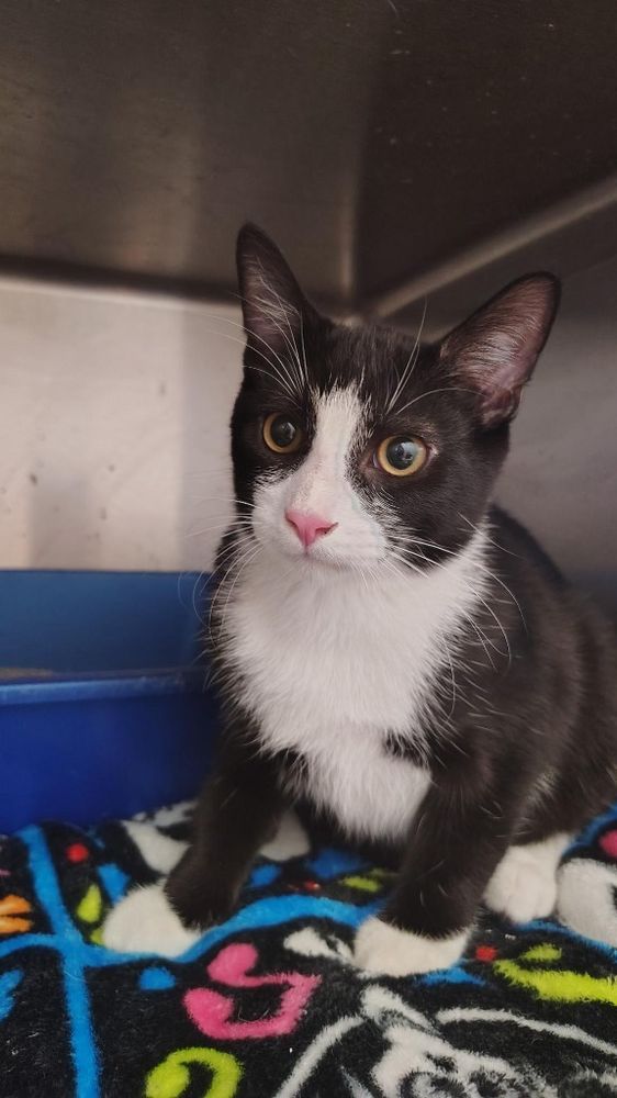 Hei Hei is a Domestic Short Hair mix cat, available for adoption in New Kensington, PA.