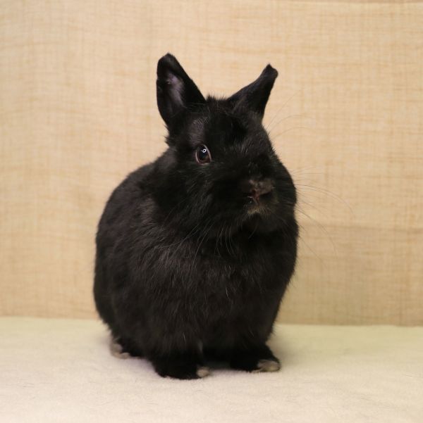 Shortstop is a Netherland Dwarf rabbit, available for adoption in Lakeville, MN.