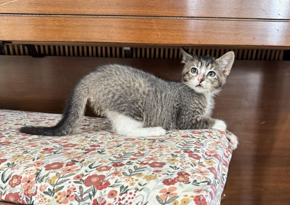 Smoked Cheese Cookie is a Domestic Short Hair cat, available for adoption in Crowley, TX.