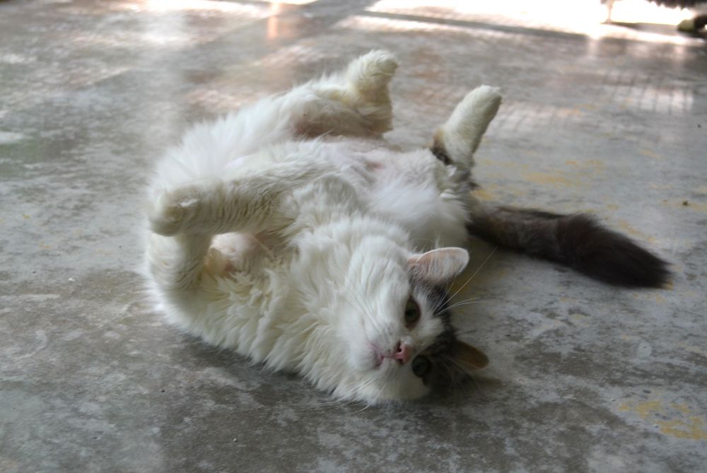 Gizmo is a Domestic Long Hair cat, available for adoption in Westbrook, CT.