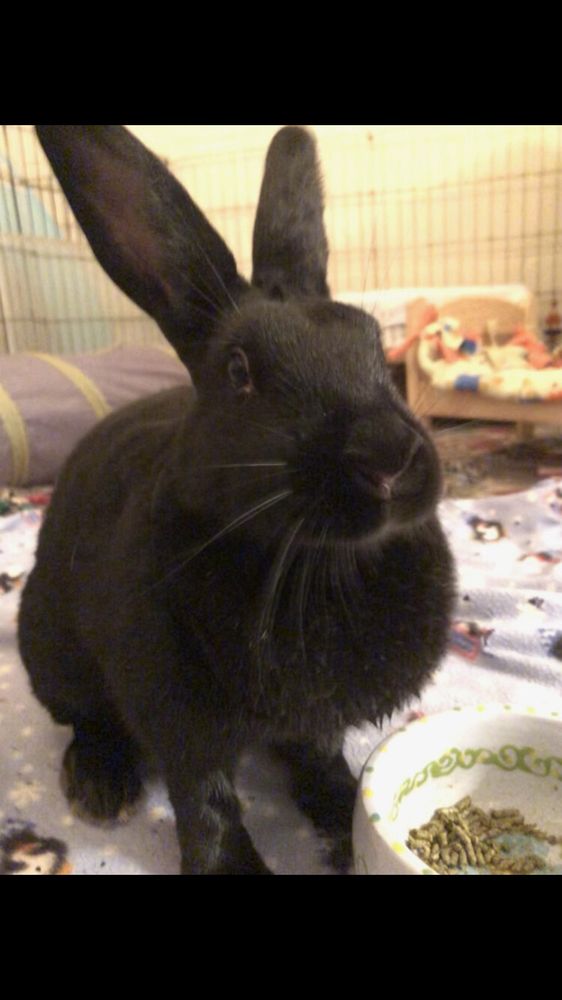 Licorice & Barney is a New Zealand mix rabbit, available for adoption in Palatine, IL.