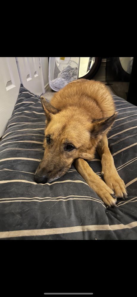 Leo is a German Shepherd Dog available for adoption in Edenton, NC.