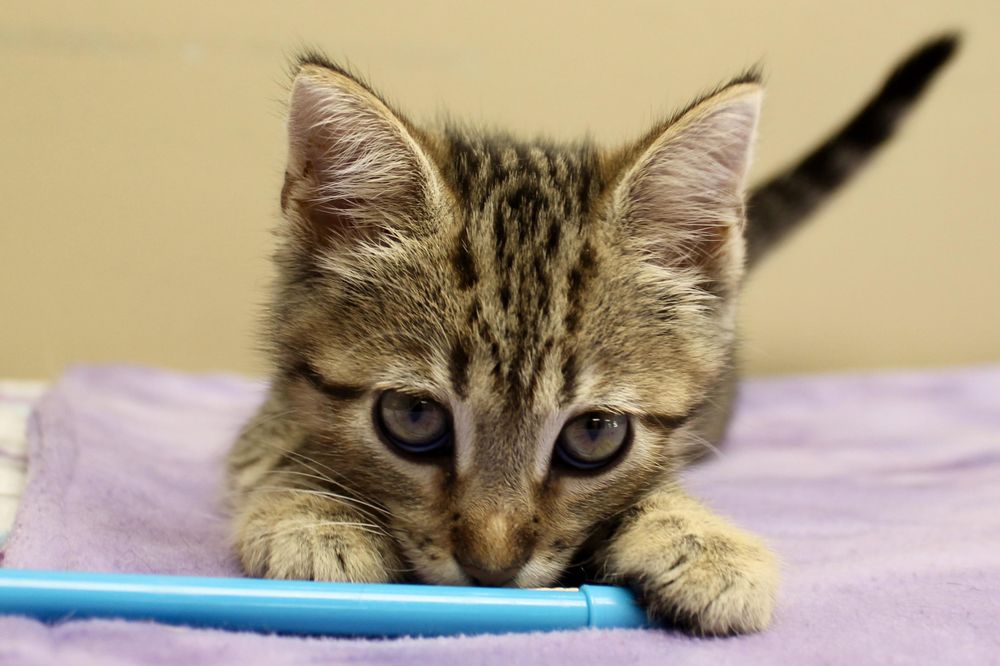 SHIITAKE is a Domestic Short Hair and Tabby cat, available for adoption in Brazil, IN.